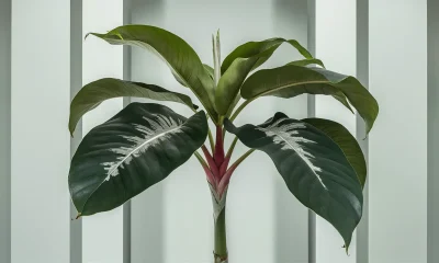 Philodendron Gloriosum