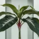 Philodendron Gloriosum