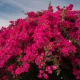 Bougainvillea