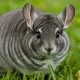Chinchilla