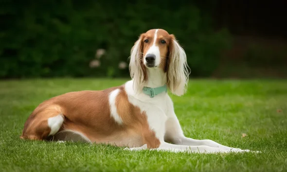 Saluki Breeding