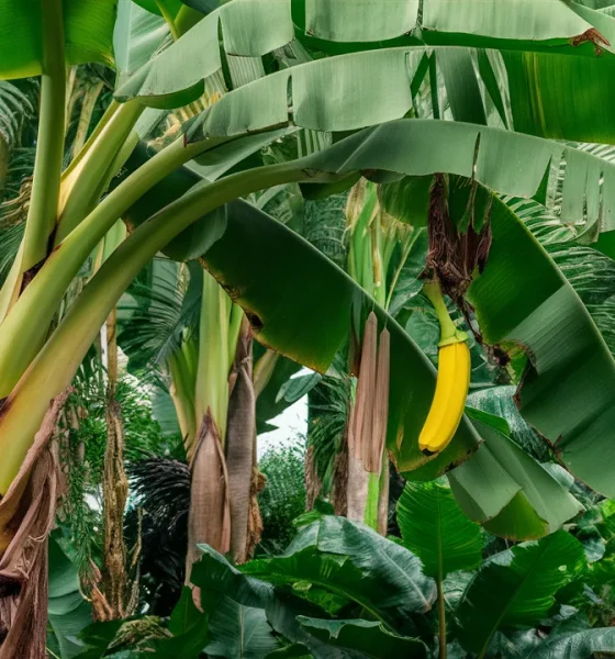 Bananenpflanze