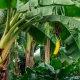 Bananenpflanze